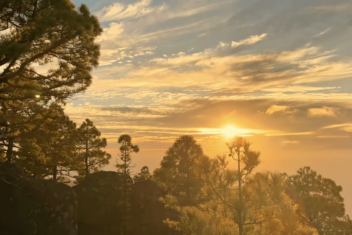 Pinar de Tamadaba Gran Canaria